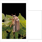 Melolontha melolontha (cockchafer, maybug) by Anonymous
