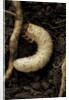Melolontha melolontha (cockchafer, maybug) - larva or white grub in earth by Anonymous
