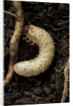 Melolontha melolontha (cockchafer, maybug) - larva or white grub in earth by Anonymous