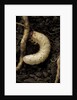 Melolontha melolontha (cockchafer, maybug) - larva or white grub in earth by Anonymous