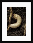 Melolontha melolontha (cockchafer, maybug) - larva or white grub in earth by Anonymous
