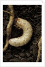 Melolontha melolontha (cockchafer, maybug) - larva or white grub in earth by Anonymous