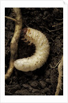 Melolontha melolontha (cockchafer, maybug) - larva or white grub in earth by Anonymous