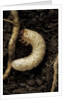 Melolontha melolontha (cockchafer, maybug) - larva or white grub in earth by Anonymous