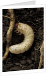 Melolontha melolontha (cockchafer, maybug) - larva or white grub in earth by Anonymous