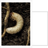 Melolontha melolontha (cockchafer, maybug) - larva or white grub in earth by Anonymous