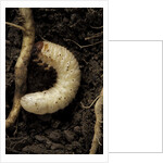Melolontha melolontha (cockchafer, maybug) - larva or white grub in earth by Anonymous