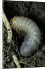 Melolontha melolontha (cockchafer, maybug) - larva or white grub in earth by Anonymous