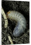 Melolontha melolontha (cockchafer, maybug) - larva or white grub in earth by Anonymous