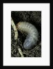Melolontha melolontha (cockchafer, maybug) - larva or white grub in earth by Anonymous