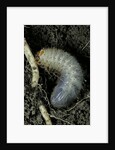 Melolontha melolontha (cockchafer, maybug) - larva or white grub in earth by Anonymous