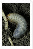 Melolontha melolontha (cockchafer, maybug) - larva or white grub in earth by Anonymous