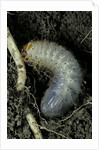 Melolontha melolontha (cockchafer, maybug) - larva or white grub in earth by Anonymous