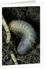 Melolontha melolontha (cockchafer, maybug) - larva or white grub in earth by Anonymous