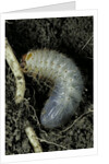 Melolontha melolontha (cockchafer, maybug) - larva or white grub in earth by Anonymous