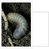 Melolontha melolontha (cockchafer, maybug) - larva or white grub in earth by Anonymous