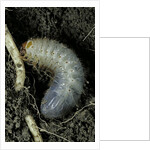 Melolontha melolontha (cockchafer, maybug) - larva or white grub in earth by Anonymous