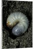 Melolontha melolontha (cockchafer, maybug) - larva or white grub in earth by Anonymous