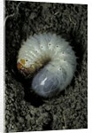 Melolontha melolontha (cockchafer, maybug) - larva or white grub in earth by Anonymous