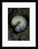 Melolontha melolontha (cockchafer, maybug) - larva or white grub in earth by Anonymous