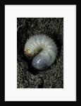 Melolontha melolontha (cockchafer, maybug) - larva or white grub in earth by Anonymous
