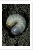 Melolontha melolontha (cockchafer, maybug) - larva or white grub in earth by Anonymous