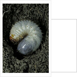 Melolontha melolontha (cockchafer, maybug) - larva or white grub in earth by Anonymous