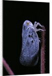 Metcalfa pruinosa (citrus flatid planthopper, mealy lantern fly) by Anonymous