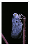 Metcalfa pruinosa (citrus flatid planthopper, mealy lantern fly) by Anonymous