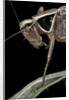 Metrioptera roeselii (Roesel's bush-cricket) - portrait by Anonymous