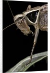 Metrioptera roeselii (Roesel's bush-cricket) - portrait by Anonymous