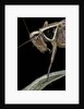 Metrioptera roeselii (Roesel's bush-cricket) - portrait by Anonymous