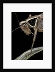 Metrioptera roeselii (Roesel's bush-cricket) - portrait by Anonymous