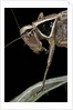 Metrioptera roeselii (Roesel's bush-cricket) - portrait by Anonymous
