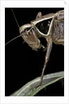 Metrioptera roeselii (Roesel's bush-cricket) - portrait by Anonymous