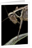 Metrioptera roeselii (Roesel's bush-cricket) - portrait by Anonymous