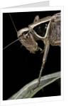 Metrioptera roeselii (Roesel's bush-cricket) - portrait by Anonymous