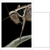 Metrioptera roeselii (Roesel's bush-cricket) - portrait by Anonymous