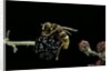 Milesia crabroniformis (hoverfly) by Anonymous