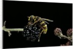 Milesia crabroniformis (hoverfly) by Anonymous