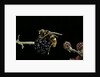 Milesia crabroniformis (hoverfly) by Anonymous