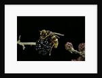 Milesia crabroniformis (hoverfly) by Anonymous