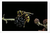 Milesia crabroniformis (hoverfly) by Anonymous