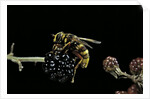 Milesia crabroniformis (hoverfly) by Anonymous