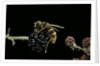 Milesia crabroniformis (hoverfly) by Anonymous