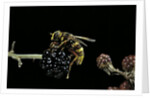Milesia crabroniformis (hoverfly) by Anonymous