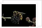 Milesia crabroniformis (hoverfly) by Anonymous