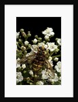 Milesia crabroniformis (hoverfly) by Anonymous