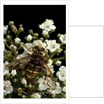 Milesia crabroniformis (hoverfly) by Anonymous