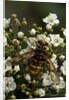 Milesia crabroniformis (hoverfly) by Anonymous